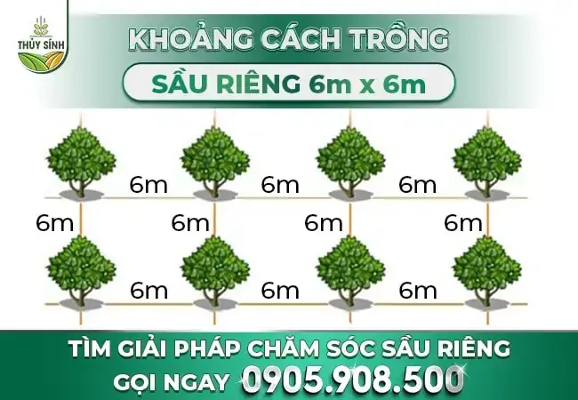Khoảng Cách Trồng Bơ 034: Kỹ Thuật Trồng Và Chăm Sóc Đạt Năng Suất Vượt Trội