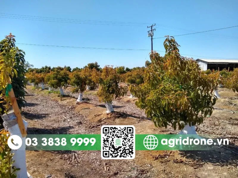 Khoảng cách trồng bơ theo mục đích canh tác