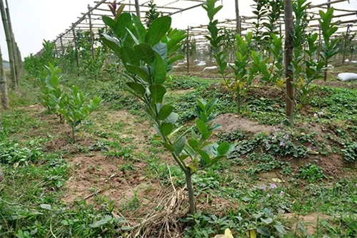 Cây bưởi da xanh đang ra trái được trồng với khoảng cách hợp lý trong vườn