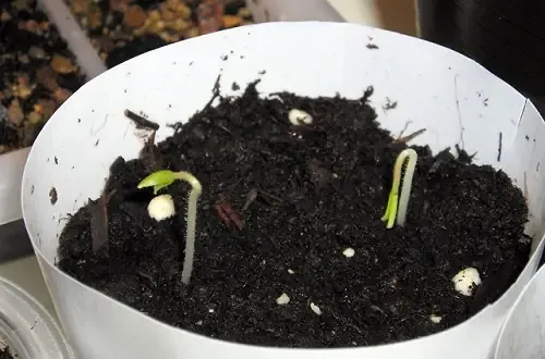 Việc xác định khoảng cách trồng cà chua thân gỗ không chỉ là một yếu tố kỹ thuật mà còn là nền tảng để kiểm soát sâu bệnh và quản lý hệ thống giàn leo hiệu quả.