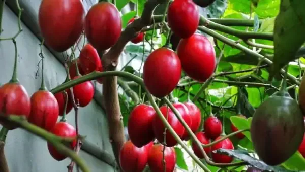 Cà chua thân gỗ Tamarillo có giá trị dinh dưỡng và kinh tế cao. Việc xác định khoảng cách trồng cà chua thân gỗ đúng kỹ thuật sẽ giúp tối ưu hóa năng suất, tạo điều kiện cho cây sinh trưởng khỏe mạnh.