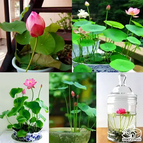 Khoảng Cách Trồng Cà Chua Thân Gỗ cần đảm bảo đủ không gian thông thoáng cho cây. Việc này là chìa khóa để hạn chế nấm bệnh và tối ưu hóa năng suất thu hoạch.