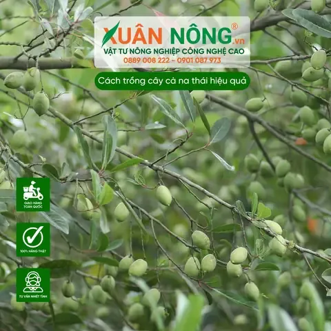 Kỹ thuật đào hố và bón lót chuẩn bị cho việc áp dụng khoảng cách trồng cà na thái