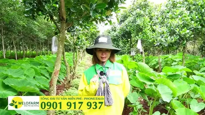 Một vườn cà na thái được cắt tỉa và tạo hình đúng kỹ thuật, tối ưu hóa khoảng cách trồng