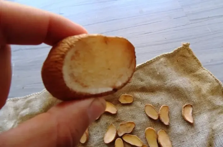 Alt text mô tả quá trình trồng cam và khoảng cách hàng lối đồng đều