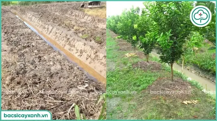 Alt text là hình ảnh minh họa cho mật độ trồng và kích thước tán của cây cam