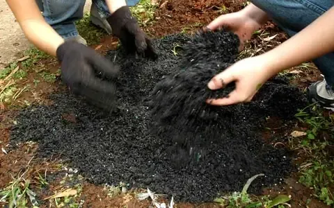 Cây ăn quả đang phát triển khỏe mạnh trên đất được chuẩn bị kỹ lưỡng