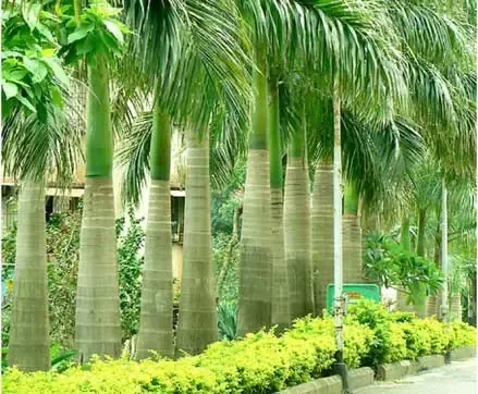 Cây Cau Vua Một Loại Cây Du Nhập Từ Châu Mỹ Sang. Chúng Còn Được Gọi Là Cây Cau Bụng, Cây Cau Vua Có Tên Khoa Học: Roystonia Regia, Họ: Arecaceae. Cây Thân Cột Cao 8 Tới 15m. Thân Cây Thuôn Thẳng Nhưng Tới Phần Bụng Thì Phình To, Chỗ Phình Lớn Có Thể Lên Đến 40 – 60cm. Thân Cây Có Màu Nâu; Mo Có Màu Xanh Bóng Và Láng. Lá Dài 3 – 4m, Màu Xanh Dạng Kép Lông Chim. Cụm Hoa Có Mo Bao, Mọc ở Thân Mang Hoa Cái Và Đực Có Màu Trắng. Hoa Đực Có Bầu Lép Và Hoa Cái Không Có Vòi. Quả Nhỏ (1 – 2cm) Có Màu Xanh. Hiện Được Ươm Trồng Bán Giống ở Nhiều Nơi, Được Ưa Chuộng Làmcây Công Trìnhtrong Trang Trí Hoa Viên Biệt Thự, Công Viên, Sân Vườn.