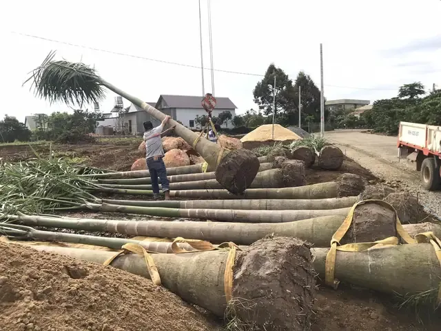 Ý Nghĩa Cây Cau Vua