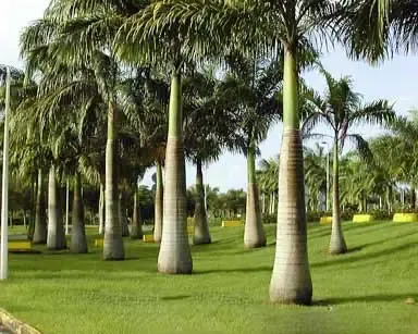 Phương Pháp Nhân Giống Cây Cau Vua