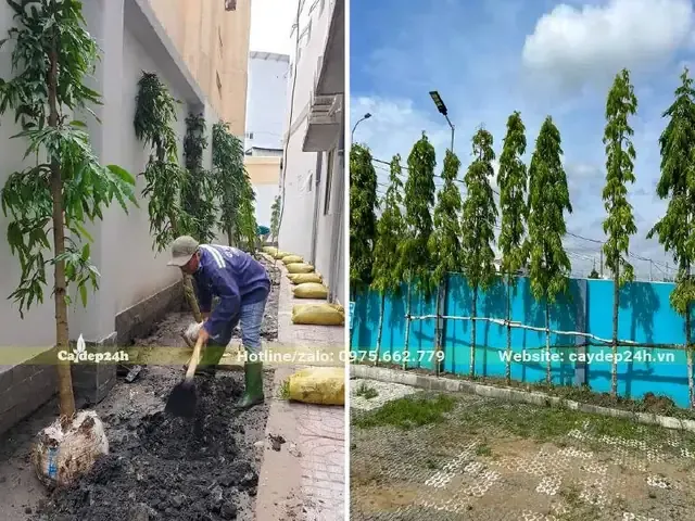 Chuẩn bị hố trồng cây Hoàng Nam đúng kỹ thuật để đảm bảo rễ phát triển tối ưu