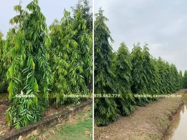 Sơ đồ khoảng cách trồng cây Hoàng Nam cho mục đích tạo bóng mát và hàng rào