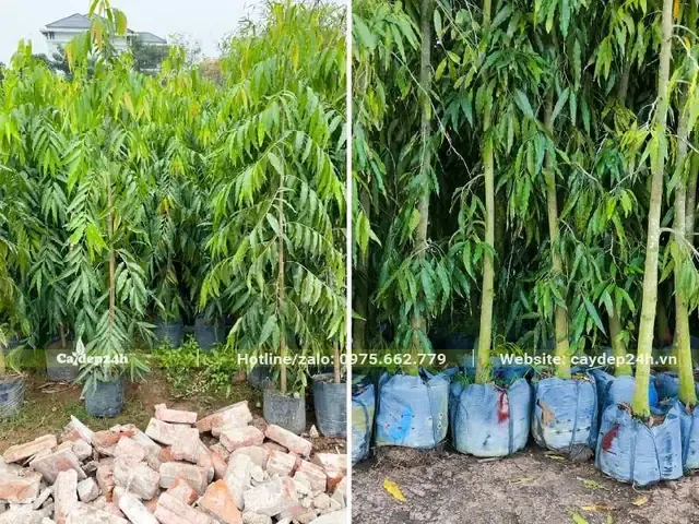 Hướng dẫn cắt tỉa và bón phân hữu cơ cho cây Hoàng Nam sau khi đã xác định khoảng cách trồng