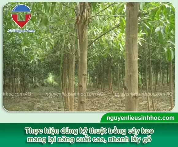 Kiểm tra chất lượng đất và giống keo lai, yếu tố ảnh hưởng đến khoảng cách trồng