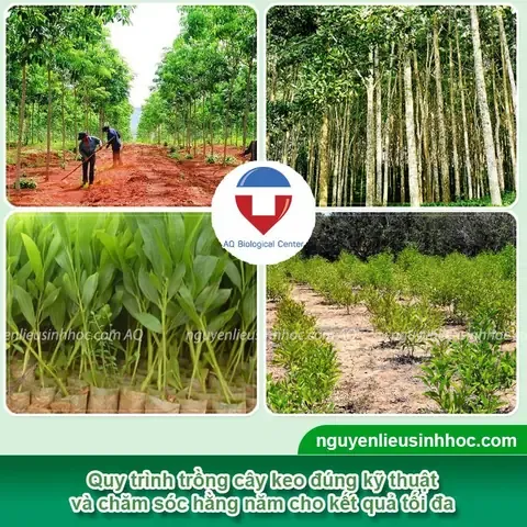 Minh họa khoảng cách trồng cây keo lai tiêu chuẩn để cây phát triển tối đa
