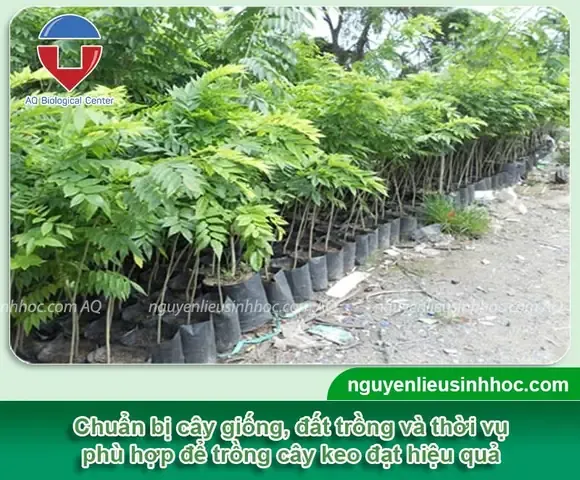 Các bước chuẩn bị đất và hố trước khi xác định khoảng cách trồng cây keo lai