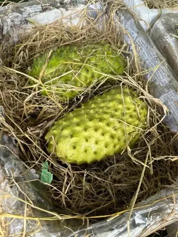 Cây Giống Mãng Cầu Xiêm Thái Khỏe Mạnh Đủ Tiêu Chuẩn Trồng