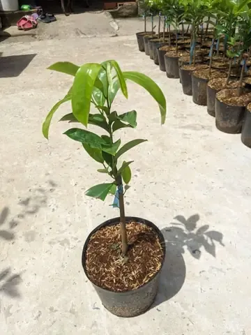 Hướng Dẫn Chăm Sóc Định Kỳ Sau Khi Trồng Mãng Cầu Xiêm Thái