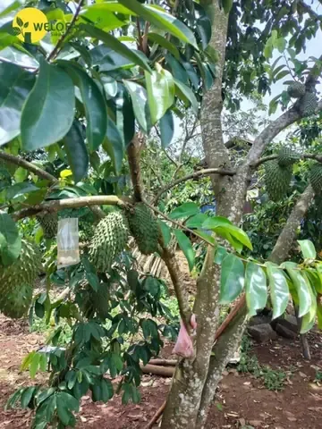 Kỹ Thuật Đào Hố và Cách Trồng Cây Mãng Cầu Xiêm Thái Đúng Quy Trình