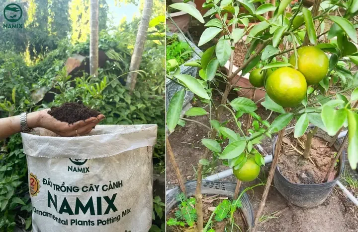 Sơ đồ minh họa khoảng cách trồng cây quýt đường theo mô hình chữ nhật, giúp dễ dàng cơ giới hóa