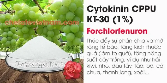 Hình ảnh vườn Sachi ứng dụng khoảng cách trồng tối ưu