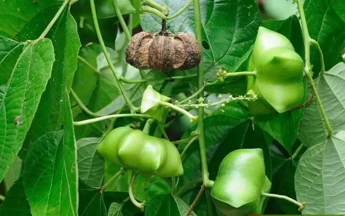 Kỹ thuật trồng và chăm sóc cây Sachi hiệu quả