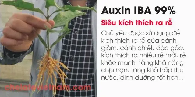 Mô hình khoảng cách trồng cây Sachi tiêu chuẩn nông nghiệp