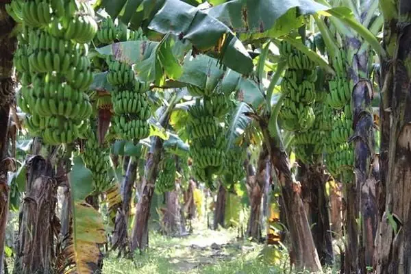 Khoảng Cách Trồng Chuối: Tối Ưu Mật Độ Cho Chuối Bàn Tay Phật