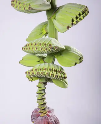 Cách Trồng Bưởi Da Xanh Ruột Hồng Cho Năng Suất Cao Và Chất Lượng Quả Vượt Trội Cách Trồng Bưởi Da Xanh Ruột Hồng Cho Năng Suất Cao Và Chất Lượng Quả Vượt Trội