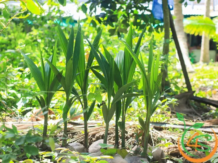 Kỹ thuật chăm sóc cây dừa