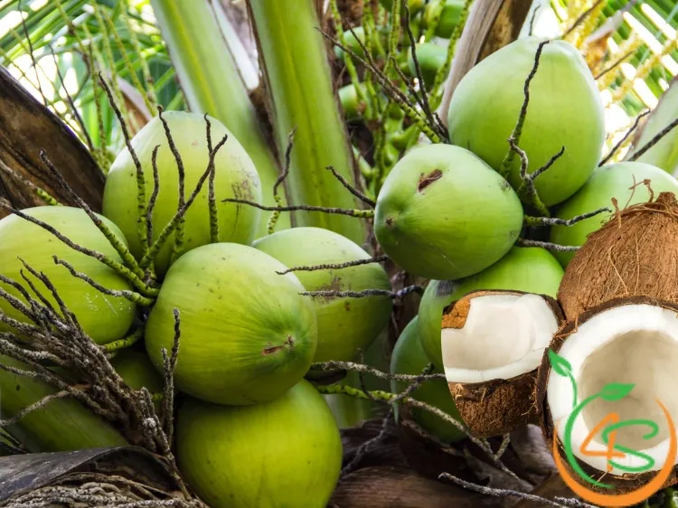 Kỹ thuật chăm sóc cây dừa