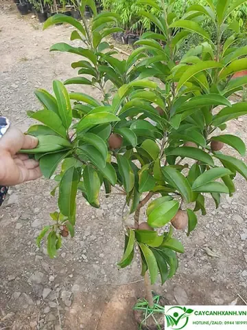 Minh họa cách trồng cây giống hồng xiêm xoài đúng kỹ thuật, đảm bảo bộ rễ phát triển