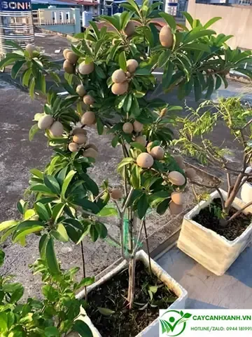 Hướng dẫn kỹ thuật chăm sóc cây giống hồng xiêm và xoài đạt chuẩn