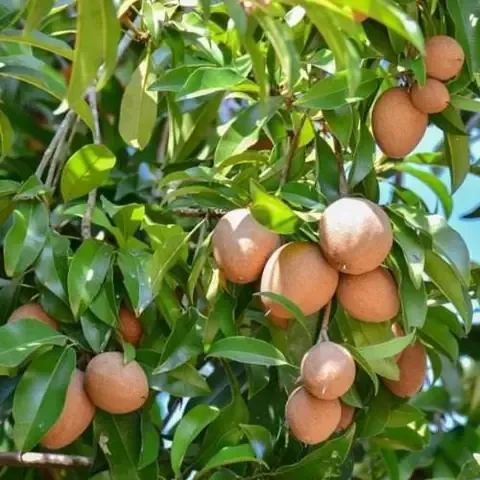 Quy trình và kỹ thuật trồng cây hồng xiêm xoài để tối ưu năng suất