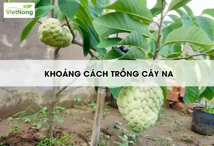 Cải tạo đất bằng vôi là bước quan trọng trong quy trình canh tác na