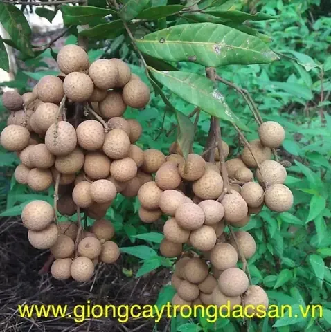 Chùm nhãn hương chi sai quả chuẩn bị thu hoạch, minh chứng cho kỹ thuật khoảng cách trồng nhãn hương chi thành công