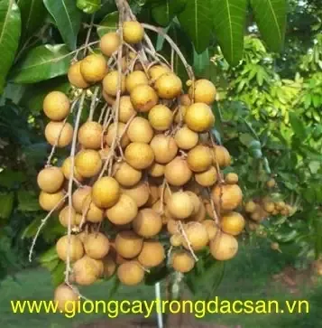 Sơ đồ bố trí khoảng cách trồng nhãn hương chi 6x6m trên vườn cây