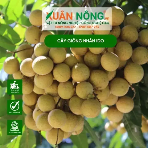 Bố trí khoảng cách trồng nhãn Ido theo tiêu chuẩn kỹ thuật 6m x 6m