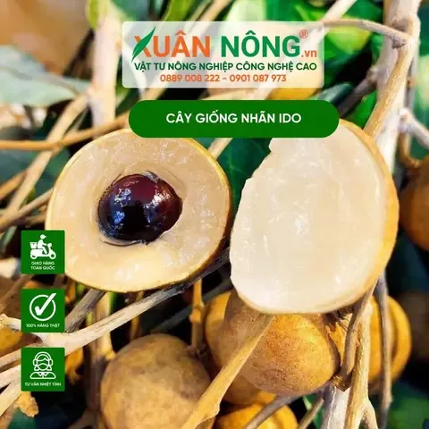 Đặc điểm sinh trưởng và trái nhãn Ido đạt chuẩn chất lượng