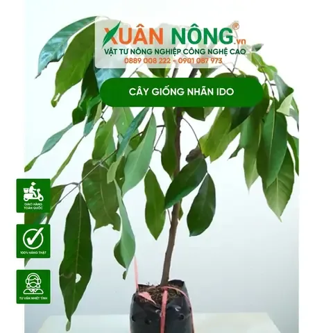 Cây giống nhãn Ido khỏe mạnh và kỹ thuật trồng cho hiệu quả cao