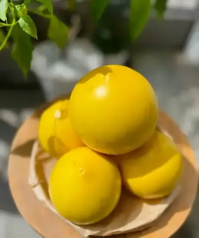 Hướng dẫn kỹ thuật đào hố và bón lót cho vú sữa hoàng kim