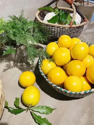 Phân tích khoảng cách trồng cây vú sữa hoàng kim 5m x 6m và 6m x 6m