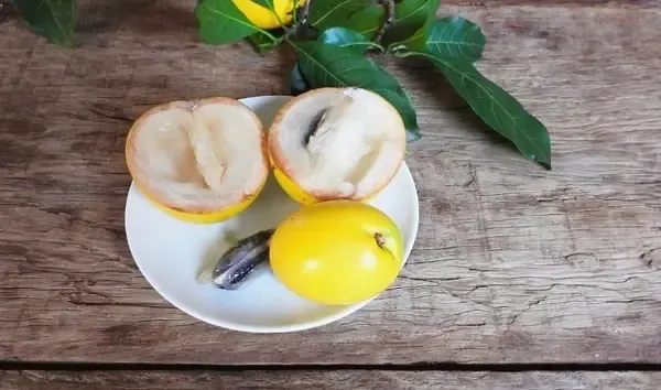 Hình ảnh thực tế vườn cây vú sữa hoàng kim được cắt tỉa theo tiêu chuẩn