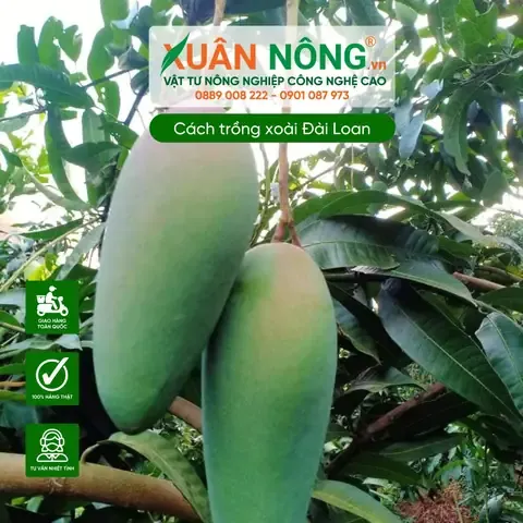 Đặc điểm sinh trưởng và phát triển của cây xoài Đài Loan khi được trồng đúng mật độ