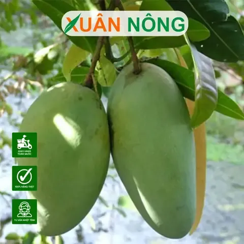 Minh họa khoảng cách trồng xoài Đài Loan chuẩn theo mô hình canh tác hiện đại