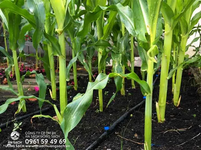 Không nên trồng những cây bắp quá gần nhau