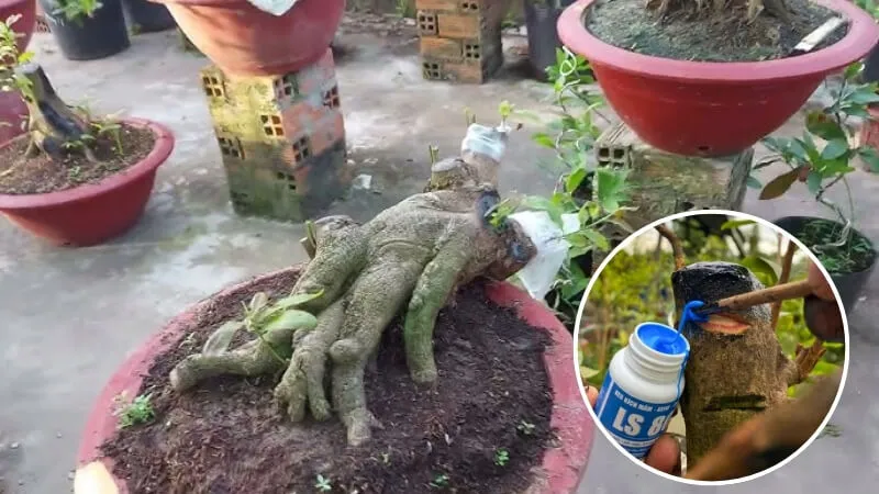 Kích chồi cho phôi mai rừng bằng keo kích chồi LS80