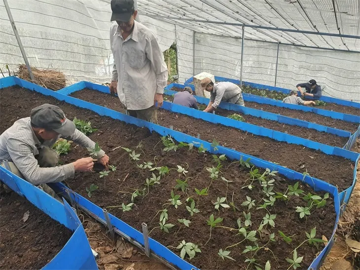 Cách Trồng Sâm Ngọc Linh Đúng Kỹ Thuật Và Đạt Chất Lượng Cao Cách Trồng Sâm Ngọc Linh Đúng Kỹ Thuật Và Đạt Chất Lượng Cao