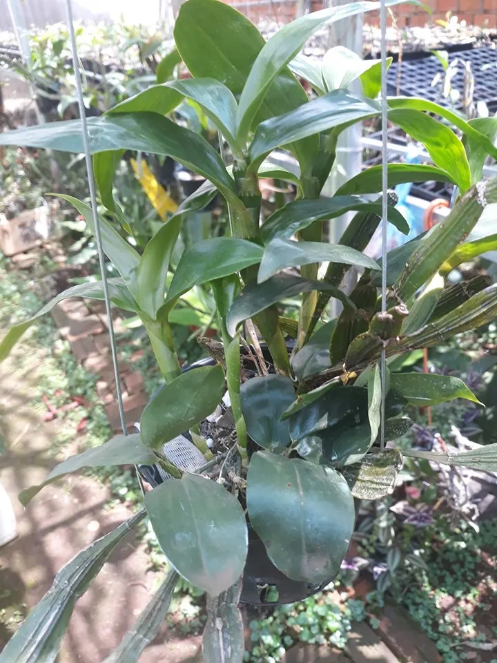 Cận cảnh chậu lan Kiều Dẹt (Dendrobium sulcatum) đang ra hoa rực rỡ