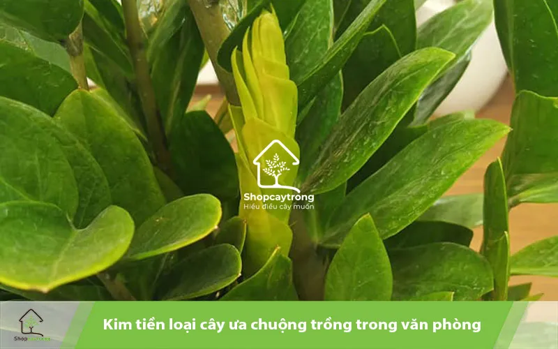 Cây kim tiền tươi tốt, trồng trong văn phòng để thu hút tài lộc